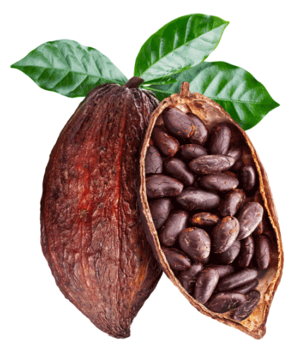 Cocoa Bean