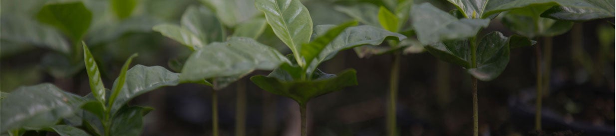 coffee plants