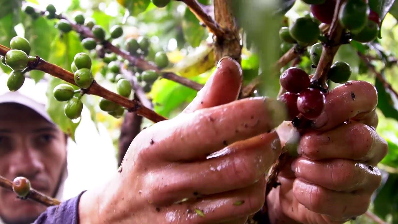 NESCAFÉ Colombia Plan - Ruben