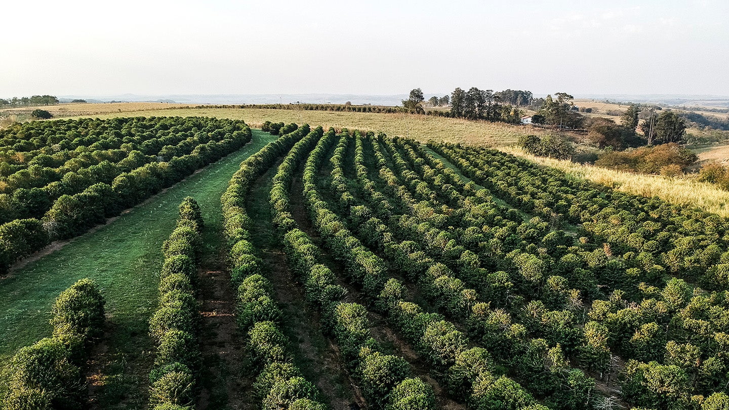 Overhead shot of greenery