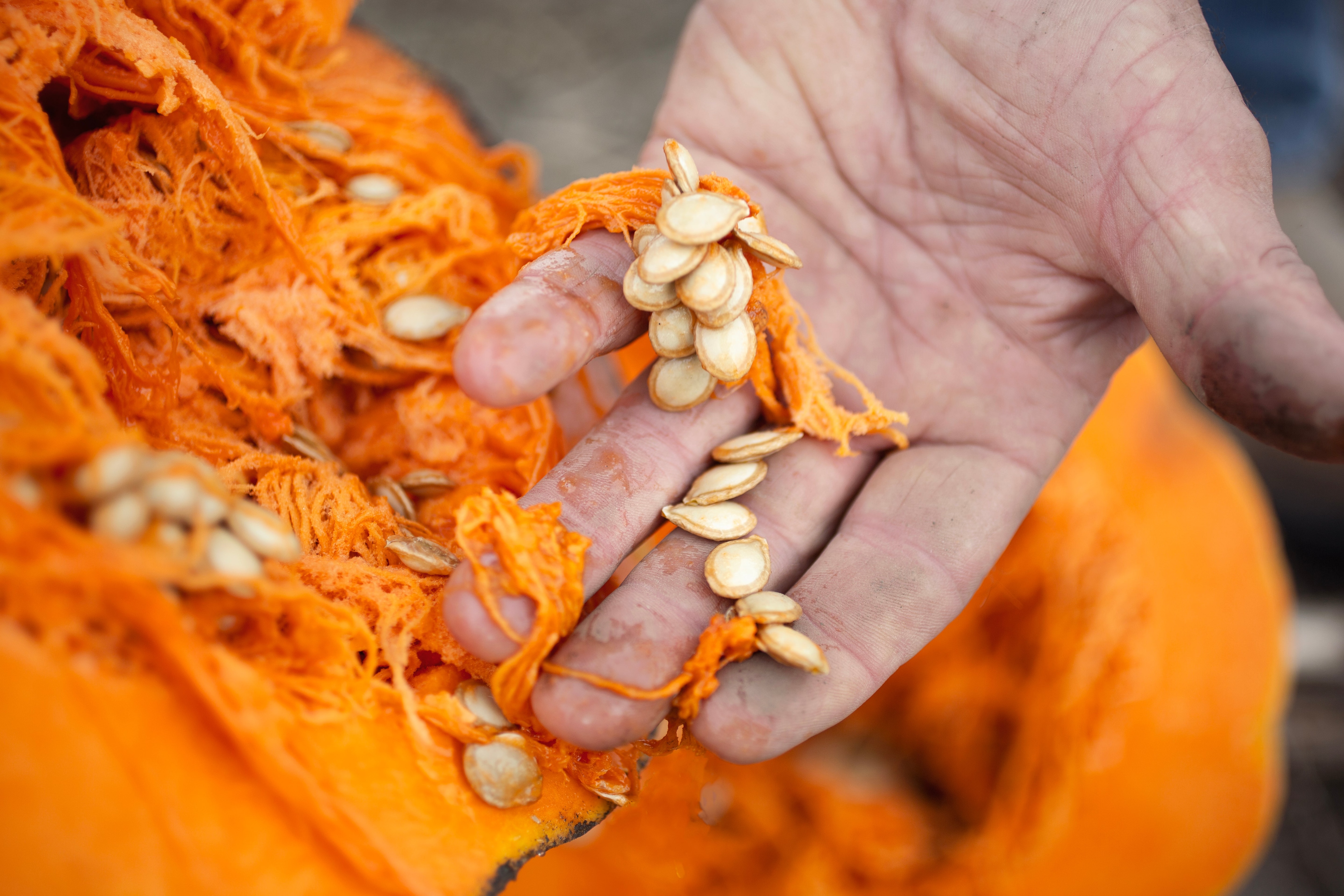 pumpkin seeds in hand