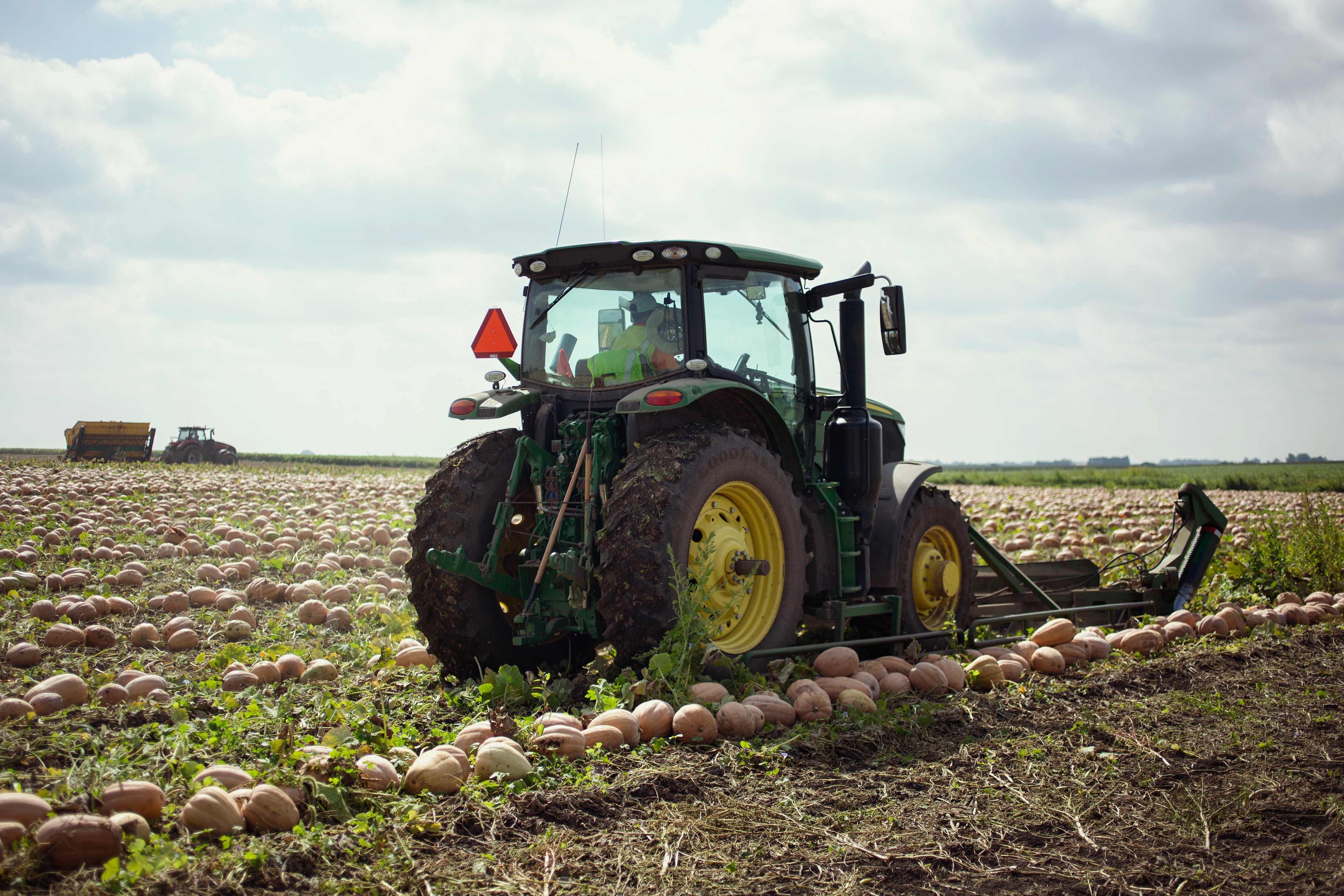 tractor in the Libby's pumpkin field