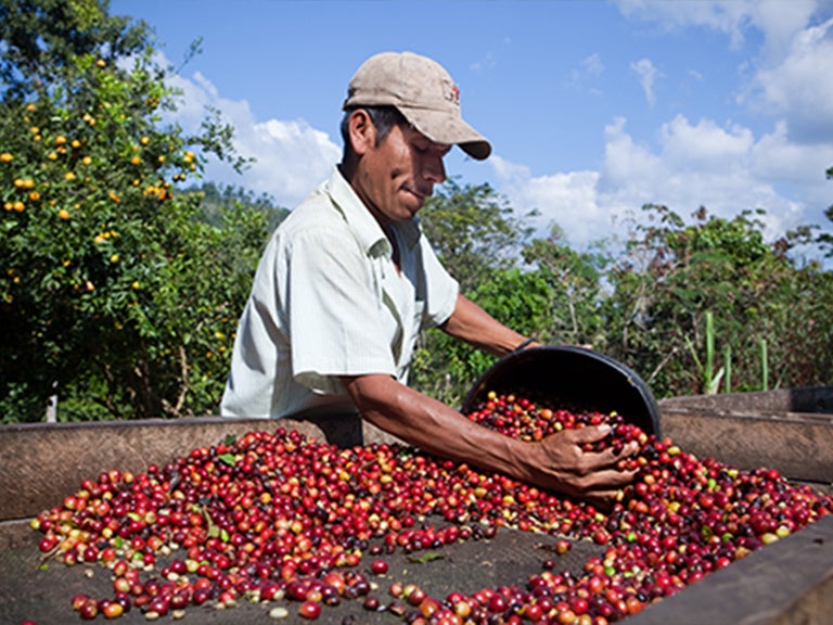 coffee production man sorting beans