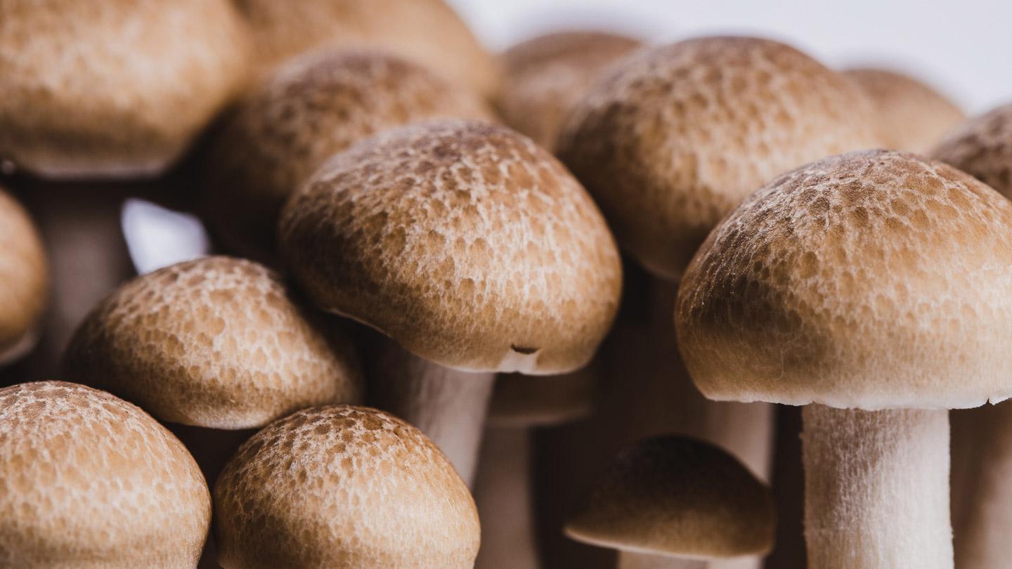 Umami Mushrooms, All About Umami
