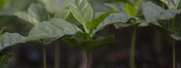 coffee plants