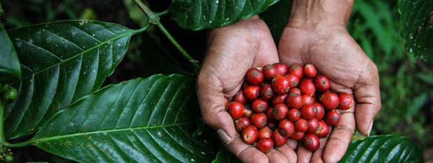 Handful of cranberries