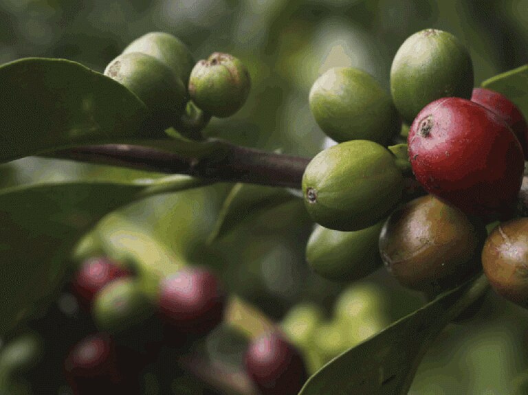 Coffee Facts
