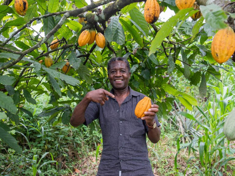 Cocoa Farmer in a field