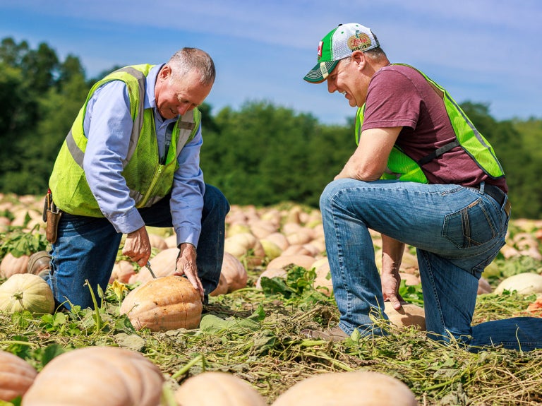 Two farmers on their knees in a pumpkin field cutting a pumpkin open.