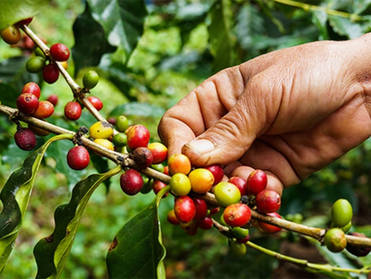 hand picking berries from tree